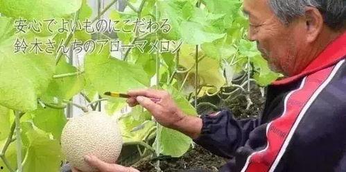 真实吃瓜娱乐